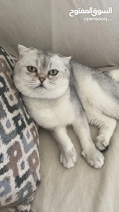 ذكر سكوتش فولد ابيض للتزاوج grey shaded