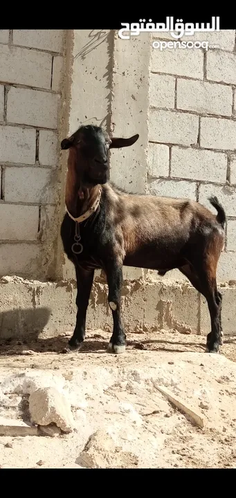 عنزتين وتيس البينو اصلي للبيع