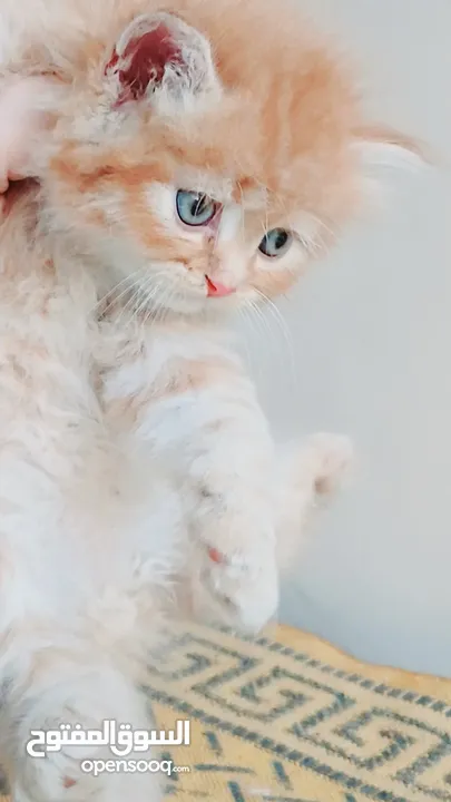 كيتنز بيرشن بيور مدربين ومطعمين حشرات 47 يوم