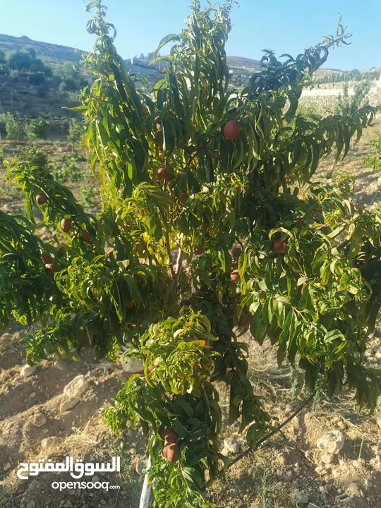 مزرعه للبيع مساحتها 3400م في دحل