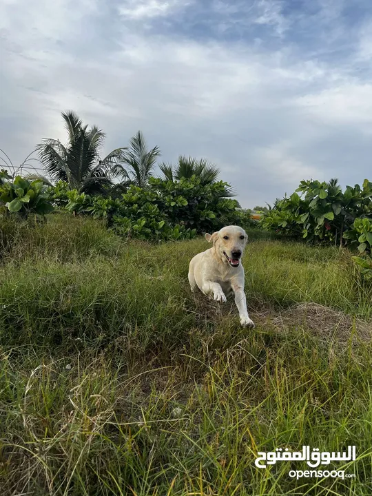 للبيع جرو لابلدور عمر 6 اشهر مطعم