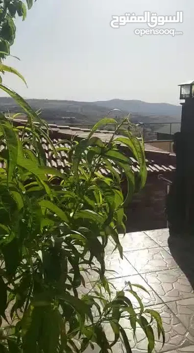 مزارع وشاليهات للإيجار بالأردن (الكوخ الريفي) عقارات للإجار  مزارع وشاليهات بعمان  طشات الأردن مسابح