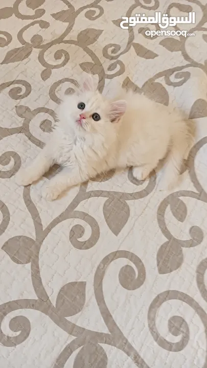 White Pure Persian Kitten