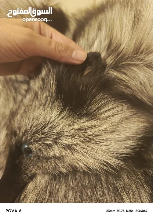 فروه silver fox