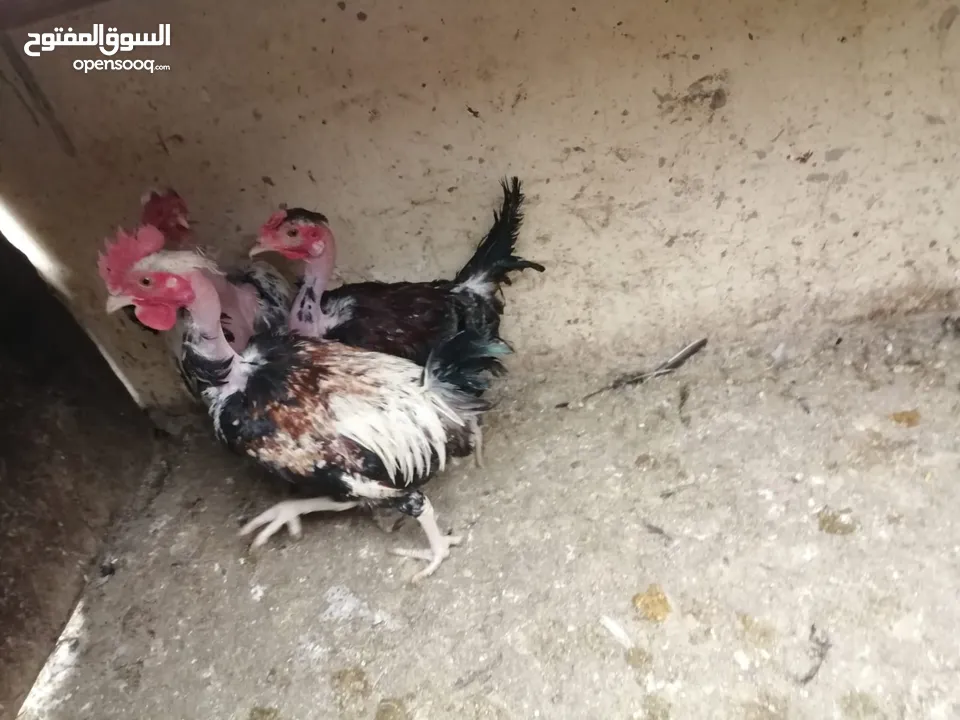 متوفر لزبائنها الكرام / زغاليل بلدي للاكل/ حمام فرنسي للذبح / ارانب نخب اول التفاصيل بالوصف