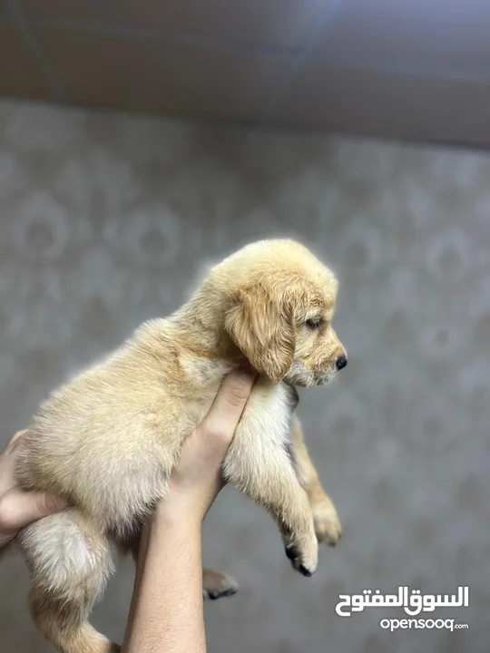 Golden retriever puppy