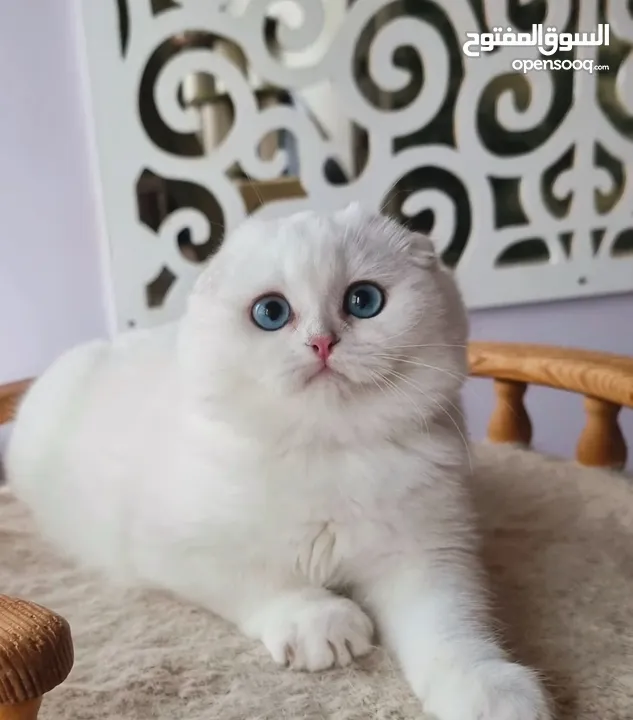 ⸻  Beautiful Scottish Fold Kitten – 14 Weeks Old – Ready for a New Home!