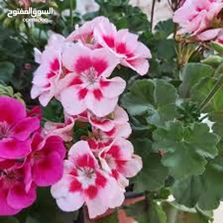 جزر مبروش خضار مجمدة قشور ليمون
