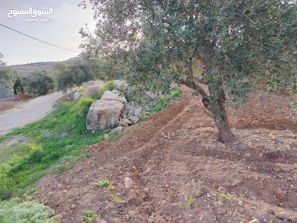 مزرعة زيتون ملوكية اطلالة ع الغرب و جبال فلسطين ع ثلاث شوراع قرب شارع الستين ثغرة السلطان