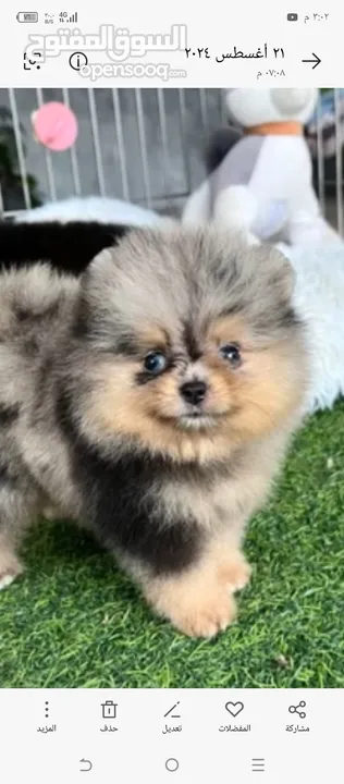 Pomeranian Merial, distinctive colors, extraordinary levels