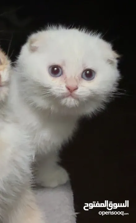 Scottish fold female  انثى سكوتش فولد
