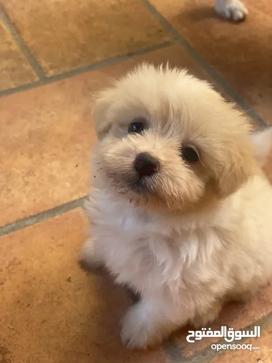 Puppies Maltese