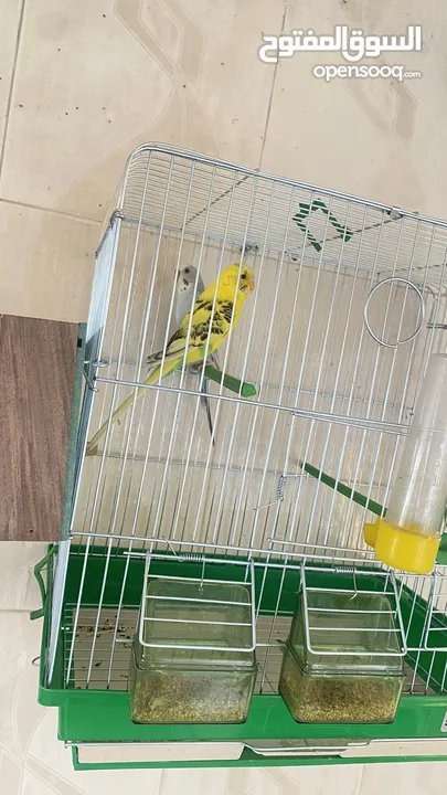 جوز بادجي جوز تحته بيض وجوز تجويز جديد للبيع او للبدل