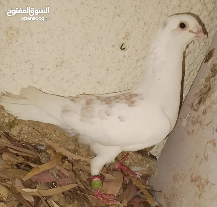 حمام جواز بصلات على نبي الحبه ب دينارين واغلبو تحتيو فراخ وبيض
