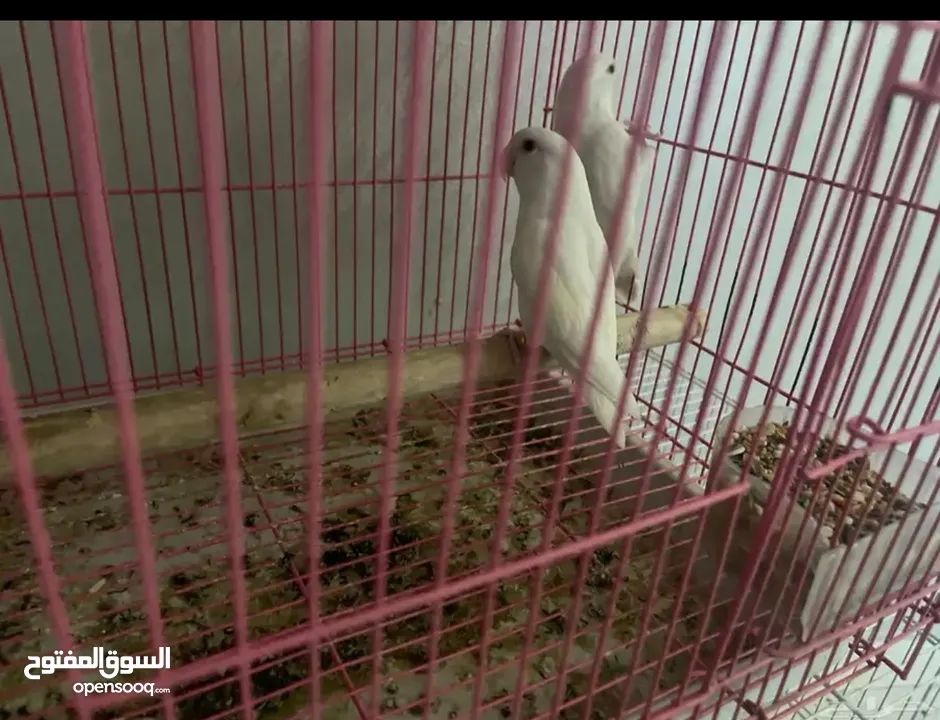 زوج روز البينو