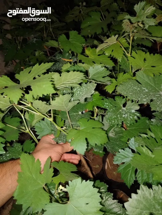 "دوالي عنب بدينار – شتلات جاهزة للزراعة