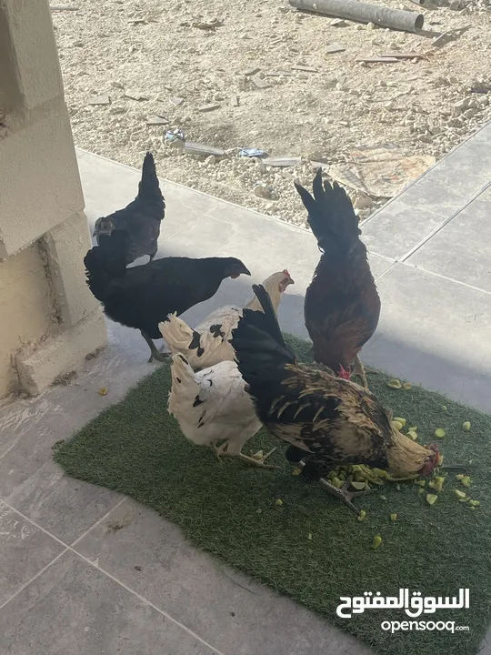 دجاج بلدي للبيع