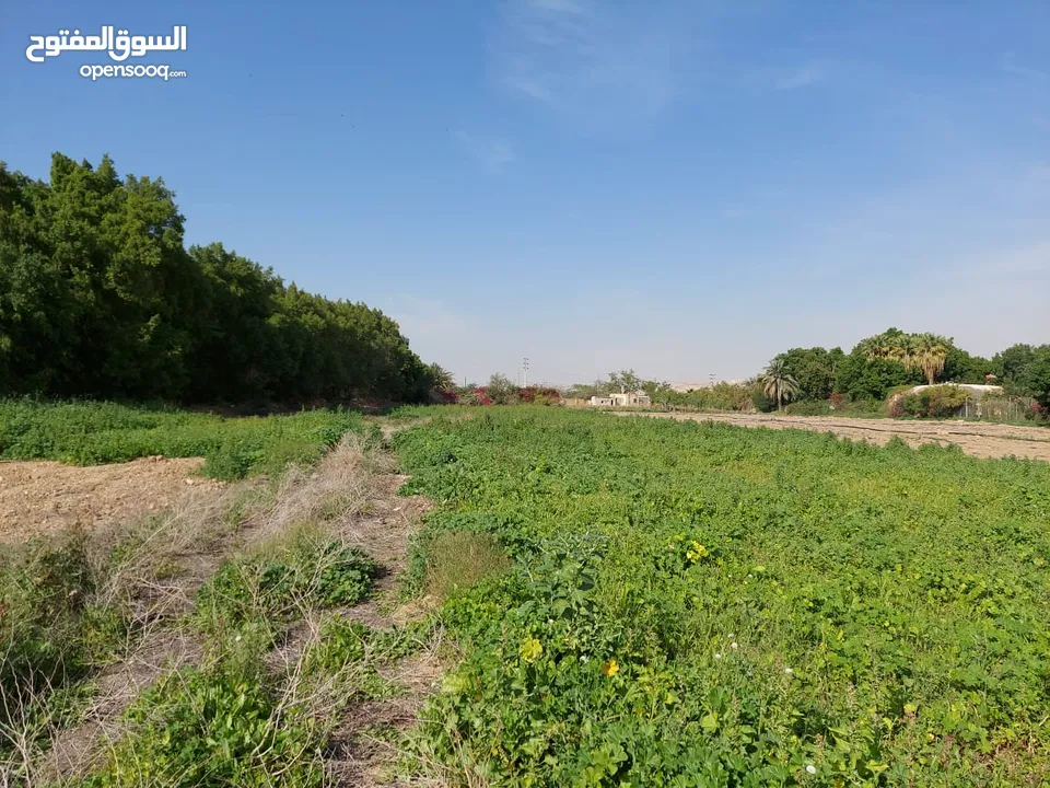 أرض استثمارية 711 مترا مربع للبيع منطقة الغور شميساني الغور لقطة لشاليه قرب اشارة الشونة الجنوبية
