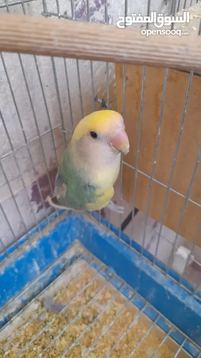 جوز روز منتج حجم و صحه و نظافه و ريش