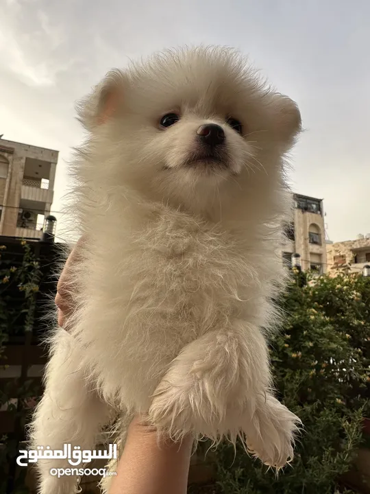 جراء بوميريان اصغر حجم تيكب