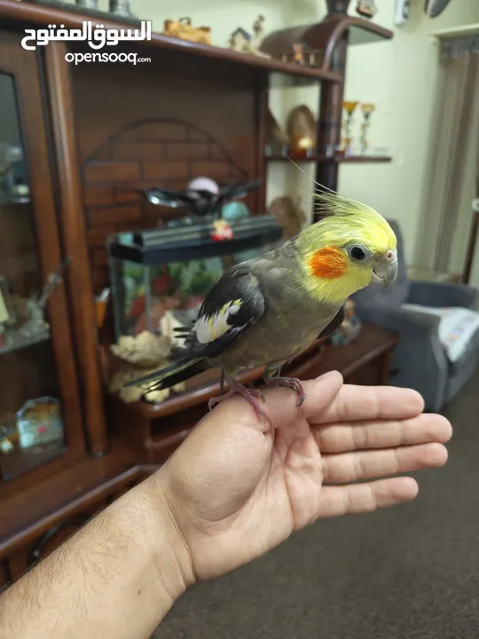 ذكر كوكتيل اليف متكلم بالصلاة على النبي اقرا الوصف ............................................