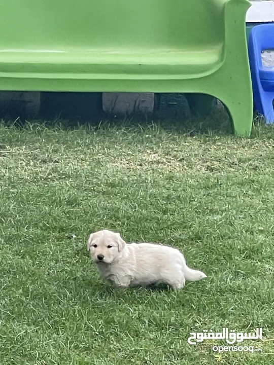 Labrador retriever for adoption