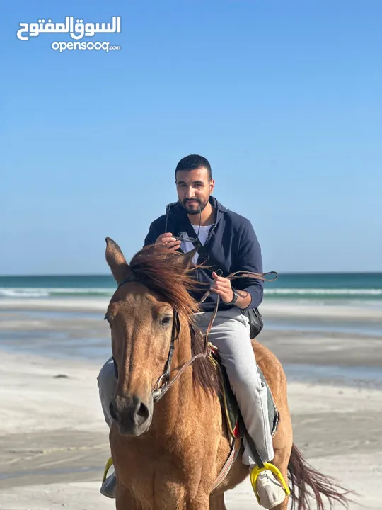 مدرس لغة إنجليزية معتمد من القوات المسلحة - English tutor - online  - مستر محمود محمد عبدالمنعم
