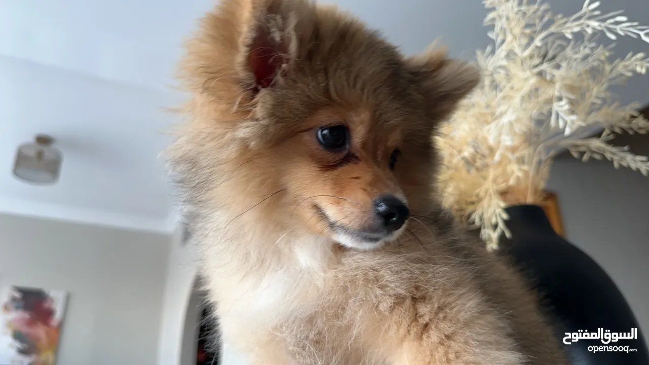 Pomeranian Puppy   with passport الكلب