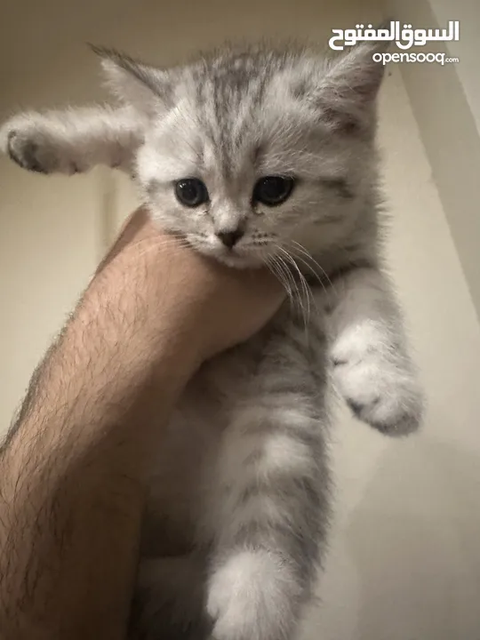 سكوتش فولد وستريت