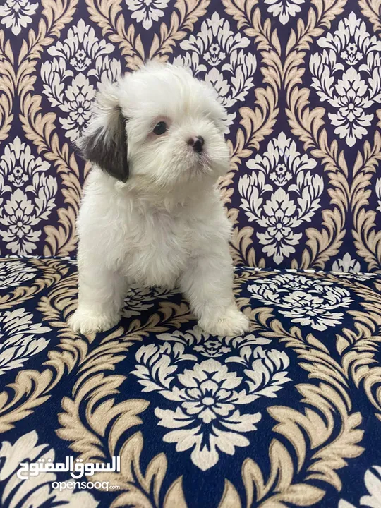 Puppy shihtzu mini