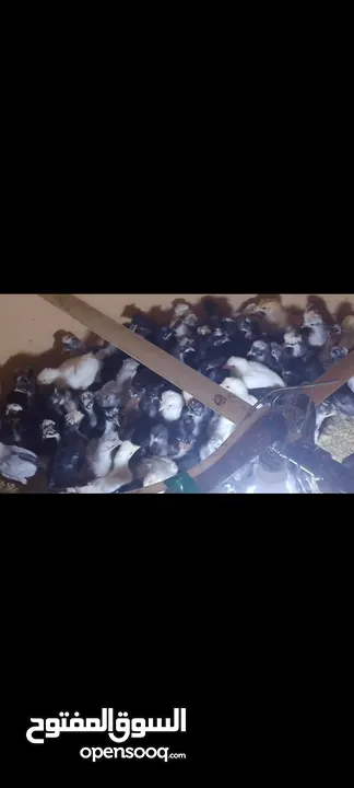 صيصان فرح ذيبا عمر من اسبوع لغايه شهرين ويوجد صيصان براهمي بف عمر شهرين