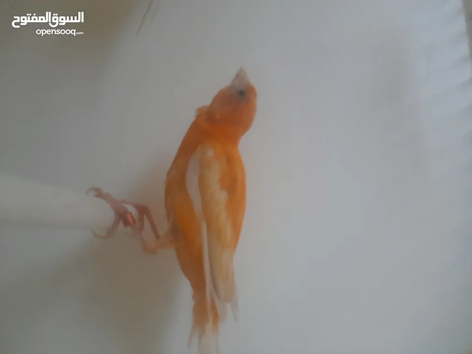 طيرتين للبيع حمر