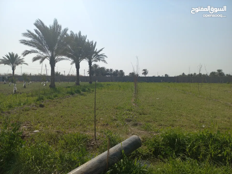 مزرعه 5 دونم في بغداد الرضوانيه على شارعين تبليط قرب القطاع الزراعي