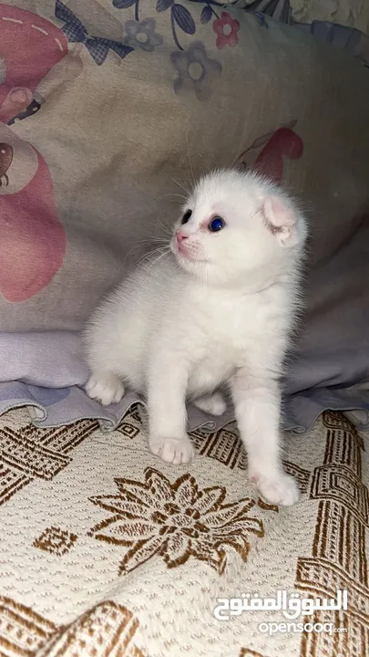 قطط سكوتش فولد