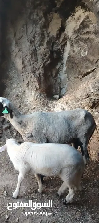 قبرصي الاصلي وراها عبوره السن ثلاث حبات العبوره عمرها  3  سهور