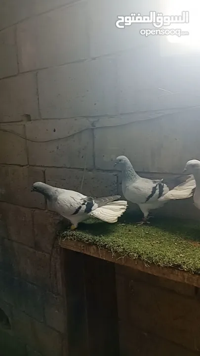 نوريه زرقا لبنيه ذنب كركند
