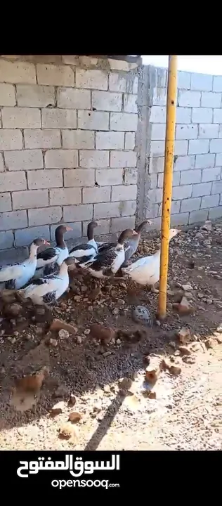 طيور وزز جامبو للبيع
