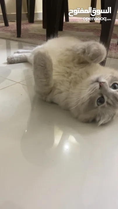 قطة هملايا مكس سكوتش فولد للبيع