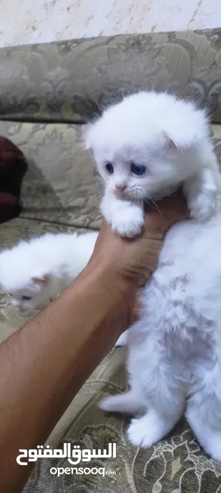 قطط ثنين هملاية بيضاء.وانثى سكوتش اصلي بيضاء