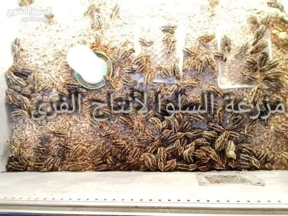 صيصان فري 15قرش الحبه