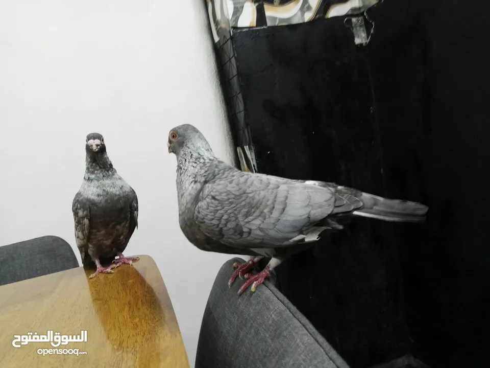 جوز قراقطه للبيع معهم فرخ