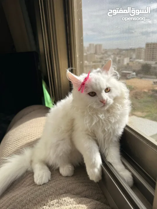 شيرازي بريطاني ~ شيرازي انغورا~ بيع سعر رمزي ~