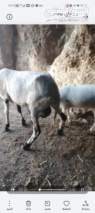 قبرصي الاصلي وراها عبوره السن ثلاث حبات العبوره عمرها  3  سهور