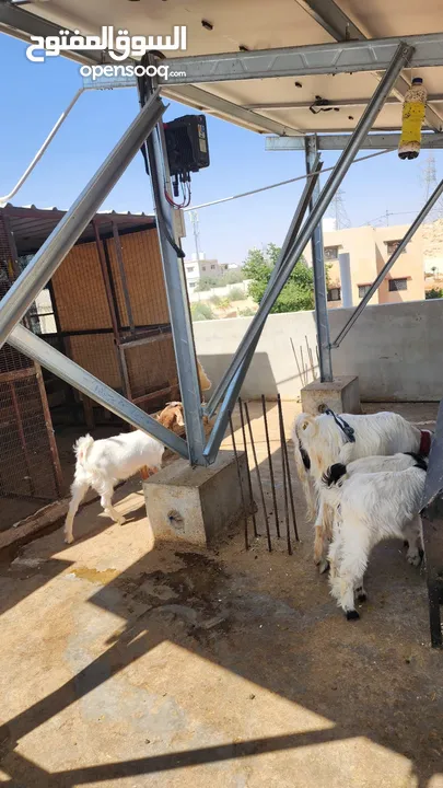 عنز للبيع الهاشمية