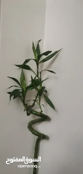 نبات ساق البامبو واسمه العلمي(LuckyBamboo)