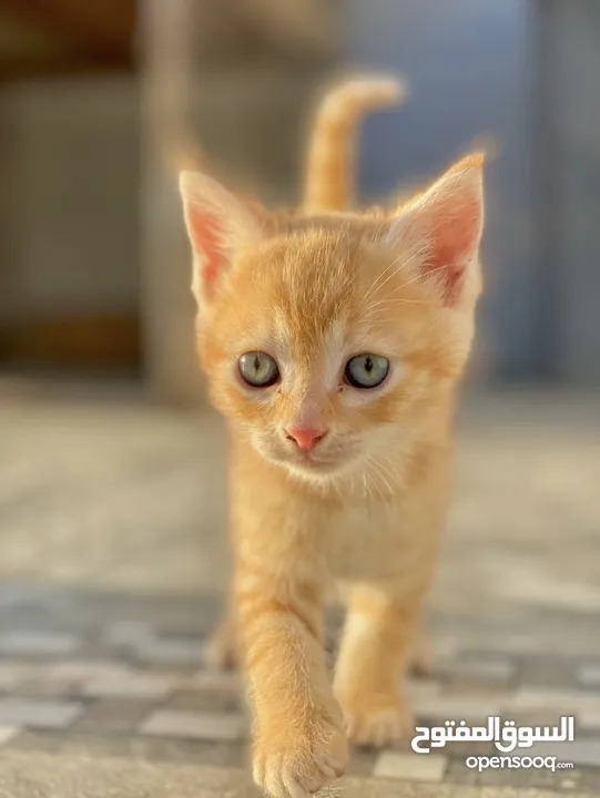 قطط للبيع هجين جدا جميل من ام شيرازيه واب بريتش اللون مثل ما واضح برتقالي او اصفر