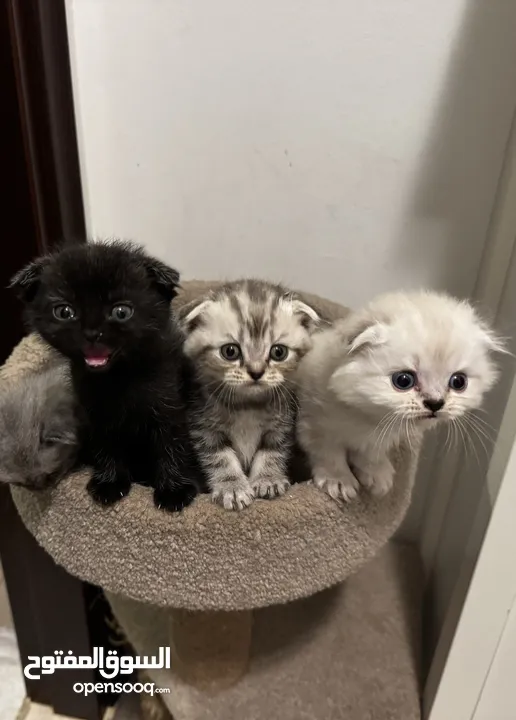 Scottish fold kitten