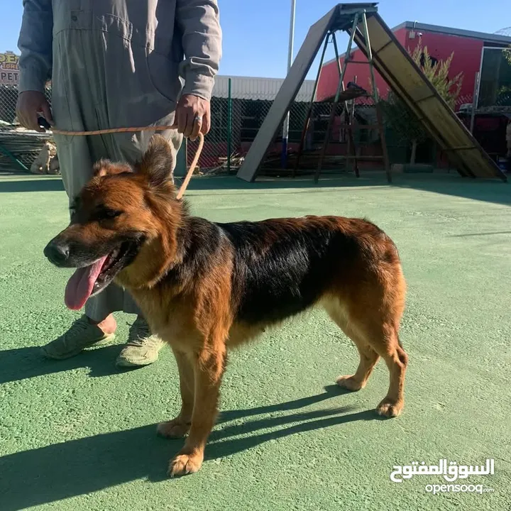 خدمه مبيت الكلاب وتدريبها