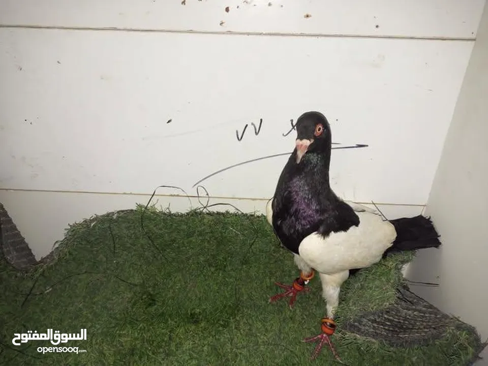 حمام كش للبيع كوم