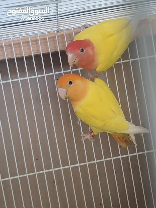 love bird pair